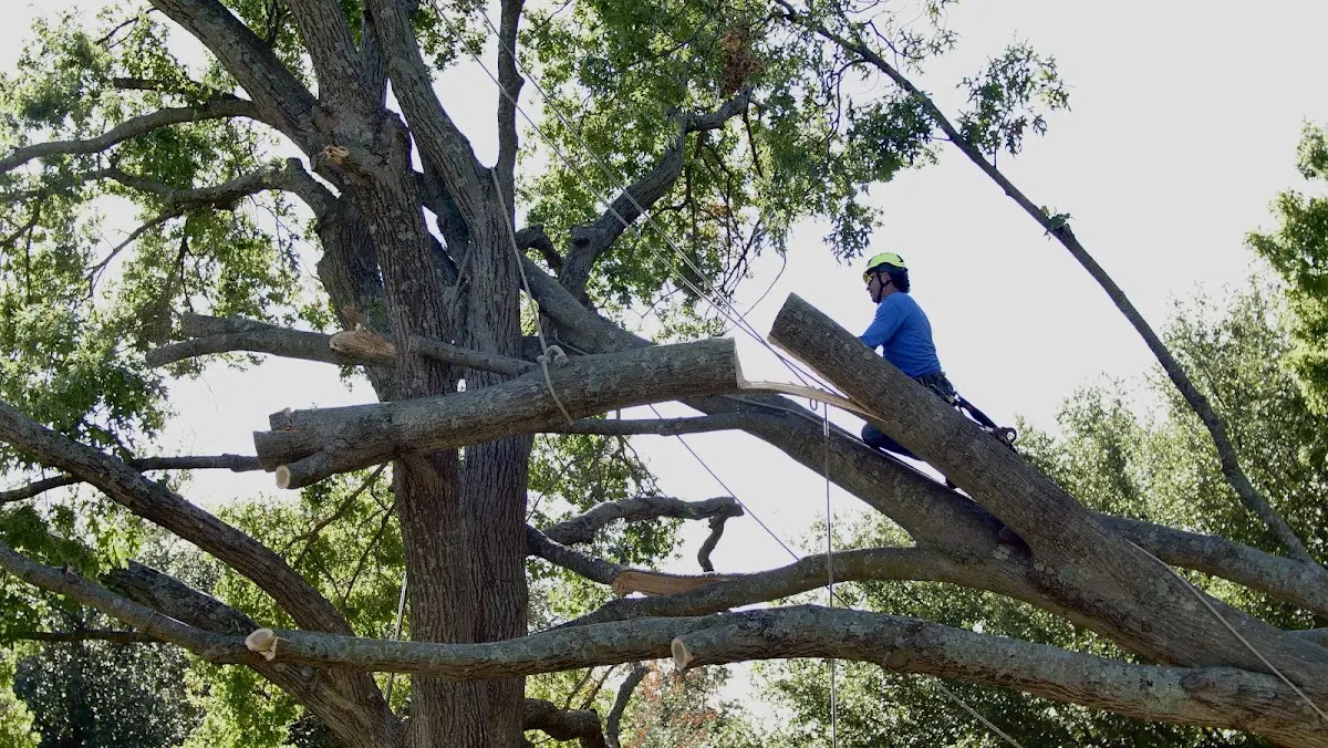 Professional Hazardous Tree Removal performed by certified arborists in Minden